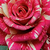 Roșu și alb - Trandafir pentru straturi Floribunda - Abracadabra ®
